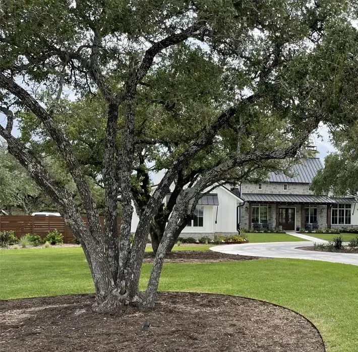 Achieve Lush Greens: Comprehensive Lawn Maintenance In Austin, TX
