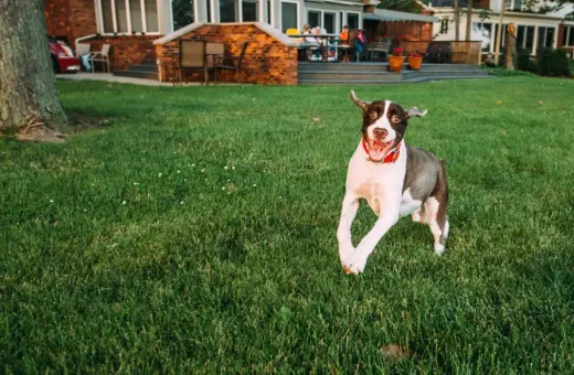 Creating a Pet-Friendly Backyard Oasis in Austin