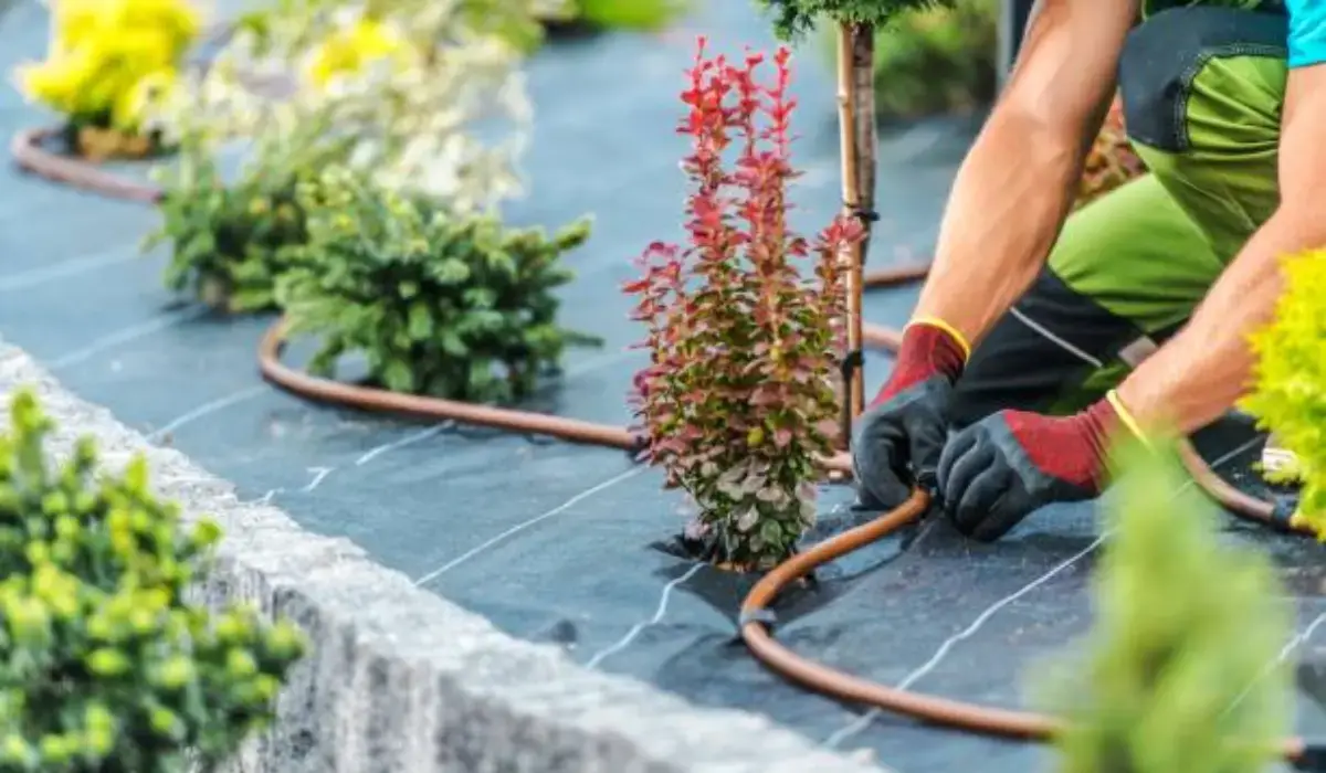 Worker installing one of the best smart irrigation systems with drip tubing on landscape fabric to water plants efficiently and conserve water.
