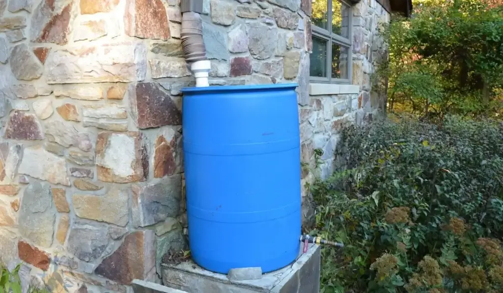 Blue rainwater collection barrel connected to a downspout beside a stone residential house in Austin, surrounded by garden vegetation.