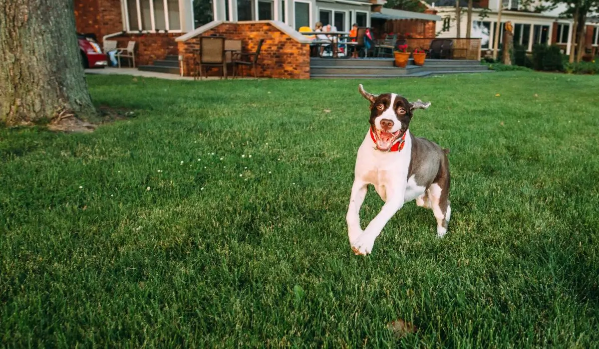 Happy dog running across a lush green lawn in a pet-friendly backyard with outdoor living space in the background.